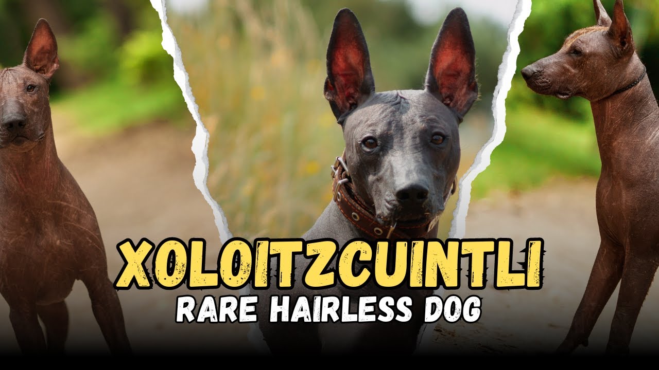 Discover Rare Hairless Dog Breeds: Beyond the Chinese Crested